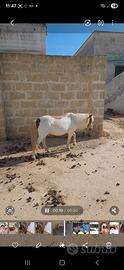Pony