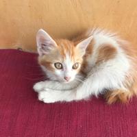 Giocherellona in adozione