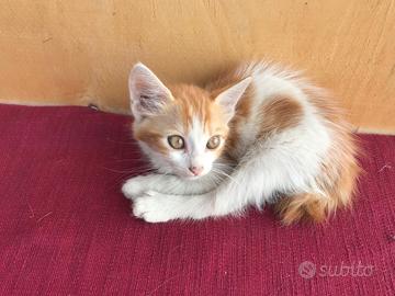 Giocherellona in adozione