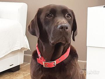 Labrador cioccolato