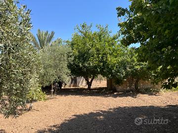 Rustico con 8.500 mq e 210 ulivi a Pachino/Sicilia