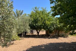 Rustico con 8.500 mq e 210 ulivi a Pachino/Sicilia