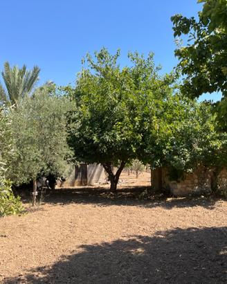 Rustico con 8.500 mq e 210 ulivi a Pachino/Sicilia