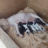 Cuccioli di Lagotto Romagnolo di alta genealogia