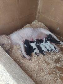 Cuccioli di Lagotto Romagnolo di alta genealogia