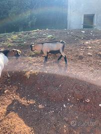 Becchetto puro tibetano