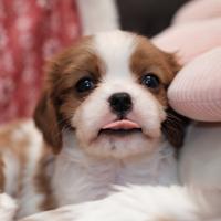 Dolci cuccioli di Cavalier King Charles
