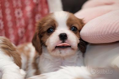 Dolci cuccioli di Cavalier King Charles