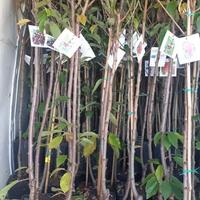 alberatura di frutta