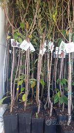 alberatura di frutta