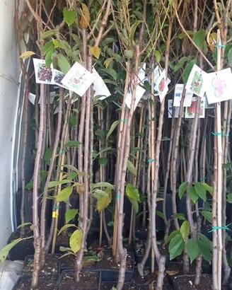 alberatura di frutta