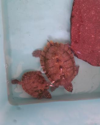 2 Graptemys pseudogeographica