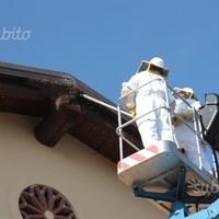 Cattura e bonifica api, vespe, calabroni, etc