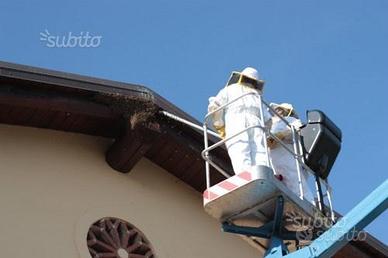 Cattura e bonifica api, vespe, calabroni, etc