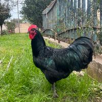 Gallo australorp nero