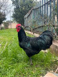 Gallo australorp nero