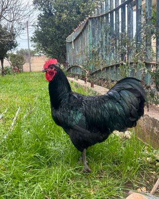 Gallo australorp nero