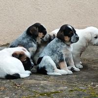 Cuccioli da adottare