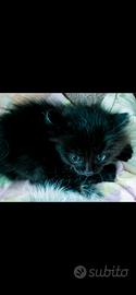 Gattini Angora Turco - dolcissimi