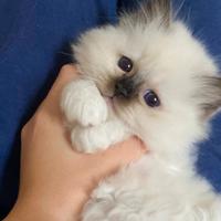 Cuccioli Sacro di Birmania