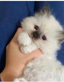 Cuccioli Sacro di Birmania