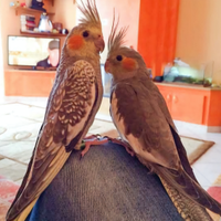 Calopsite allevata a mano