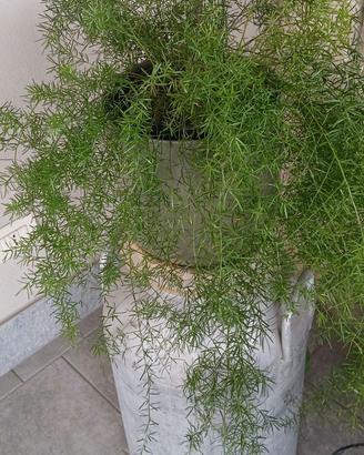 Piante verdi per la tua casa