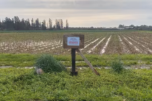 Terreno agricolo a 500 metri da Decimomannu