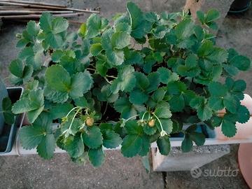 fragole
