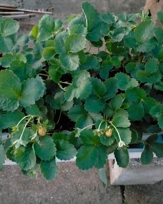 fragole