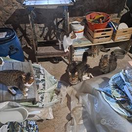 4 gatti tigrati di 1-2 anni