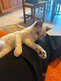 Cucciole di gatto femmina