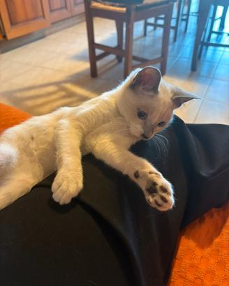 Cucciole di gatto femmina