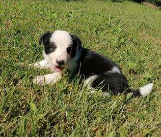 Cuccioli Border Collie