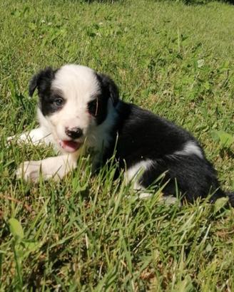 Cuccioli Border Collie