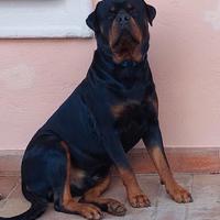 Rottweiler per monta