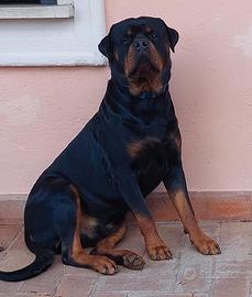 Rottweiler per monta