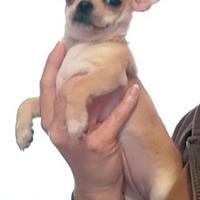 Chihuahua cuccioli alta geanologia