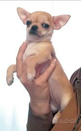 Chihuahua cuccioli alta geanologia