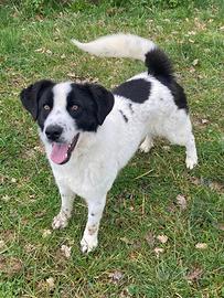 Cane in adozione gratuita