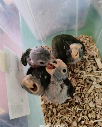 Pappagalli Pionus Senilis e Menstrus DA IMBECCO