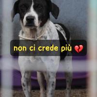 JUVE 3 ANNI taglia media