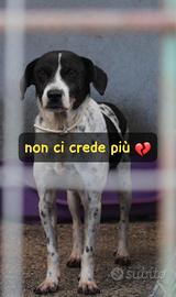 JUVE 3 ANNI taglia media