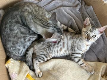 Gatti Bengala