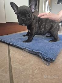 Cuccioli buldog francese