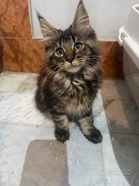 Maine coon maschi