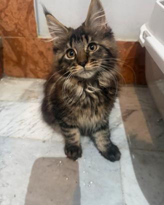 Maine coon maschi