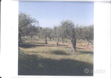 OLIVETO 600 mq + VOLUME ACCATASTATO 31 mq
