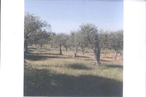 OLIVETO 600 mq + VOLUME ACCATASTATO 31 mq