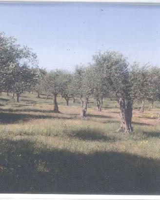 OLIVETO 600 mq + VOLUME ACCATASTATO 31 mq
